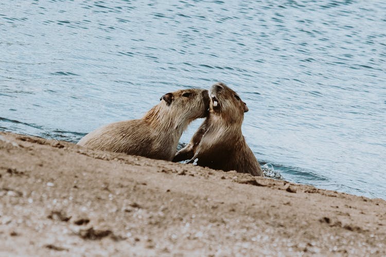 Photo Of Brown Capybaras On The Sand