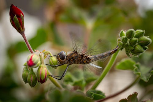 Free stock photo of close, dragonfly, insect