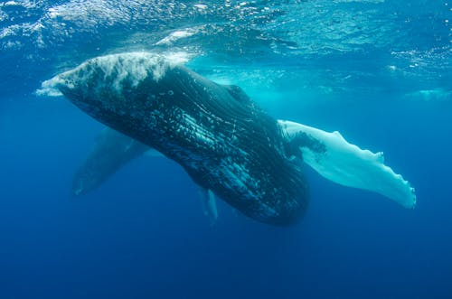Blue Whale Swimming Under Water