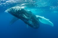 Blue Whale Swimming Under Water