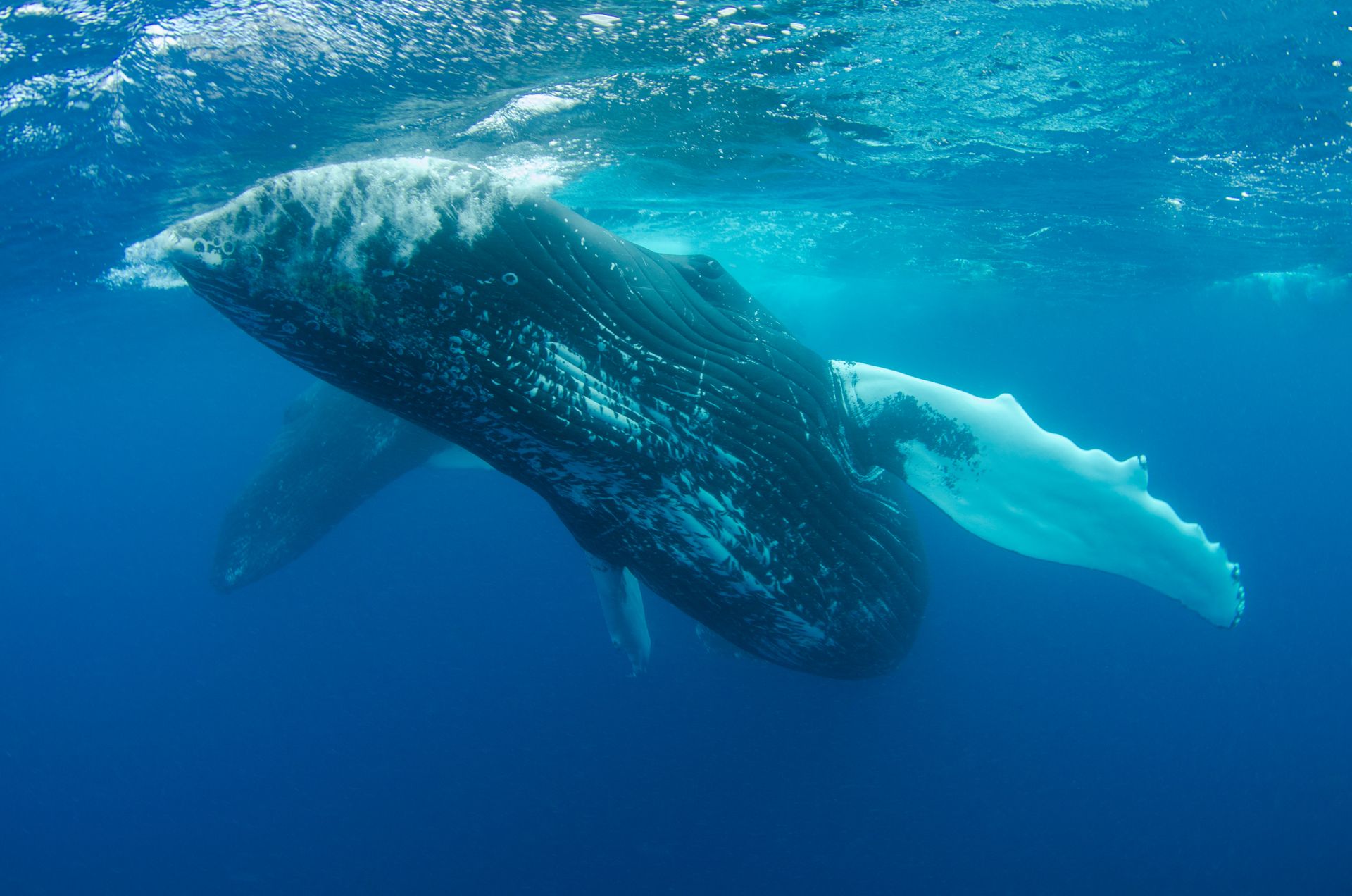 Blue Whale Swimming Under Water