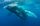 whale underwater