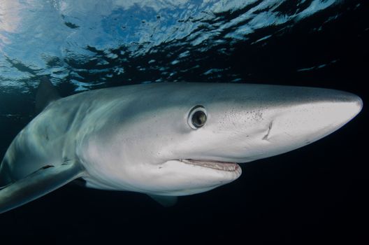 Detailed image of a blue shark swimming underwater off Nantucket, showcasing marine life.