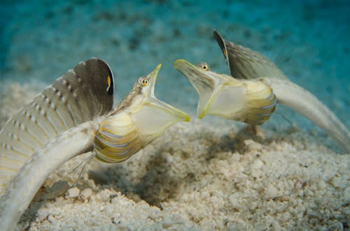 Close-Up Photo of Fish Fighting