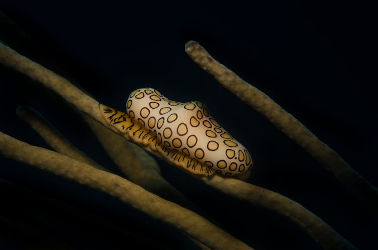 Sea Slug Living Underwater