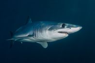 Grey Shark Swimming in Blue Waters