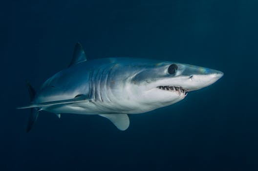 Detailed underwater shot of a mako shark swimming in the ocean depths near Nantucket.