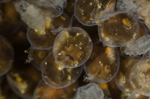 Detailed close-up of fish eggs underwater, highlighting textures and natural habitat.