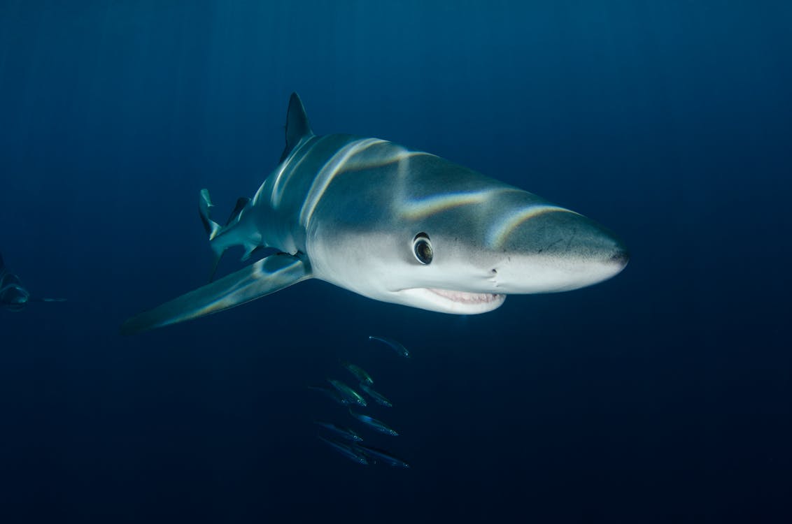 Great White Shark Swimming Underwater · Free Stock Photo