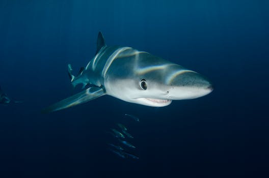 Stunning close-up image of a blue shark swimming underwater in Nantucket.
