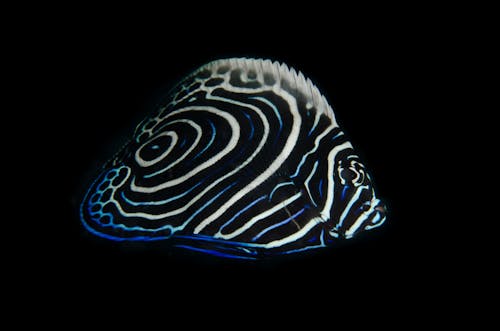 Free Close-Up Photograph of an Emperor Angelfish Stock Photo