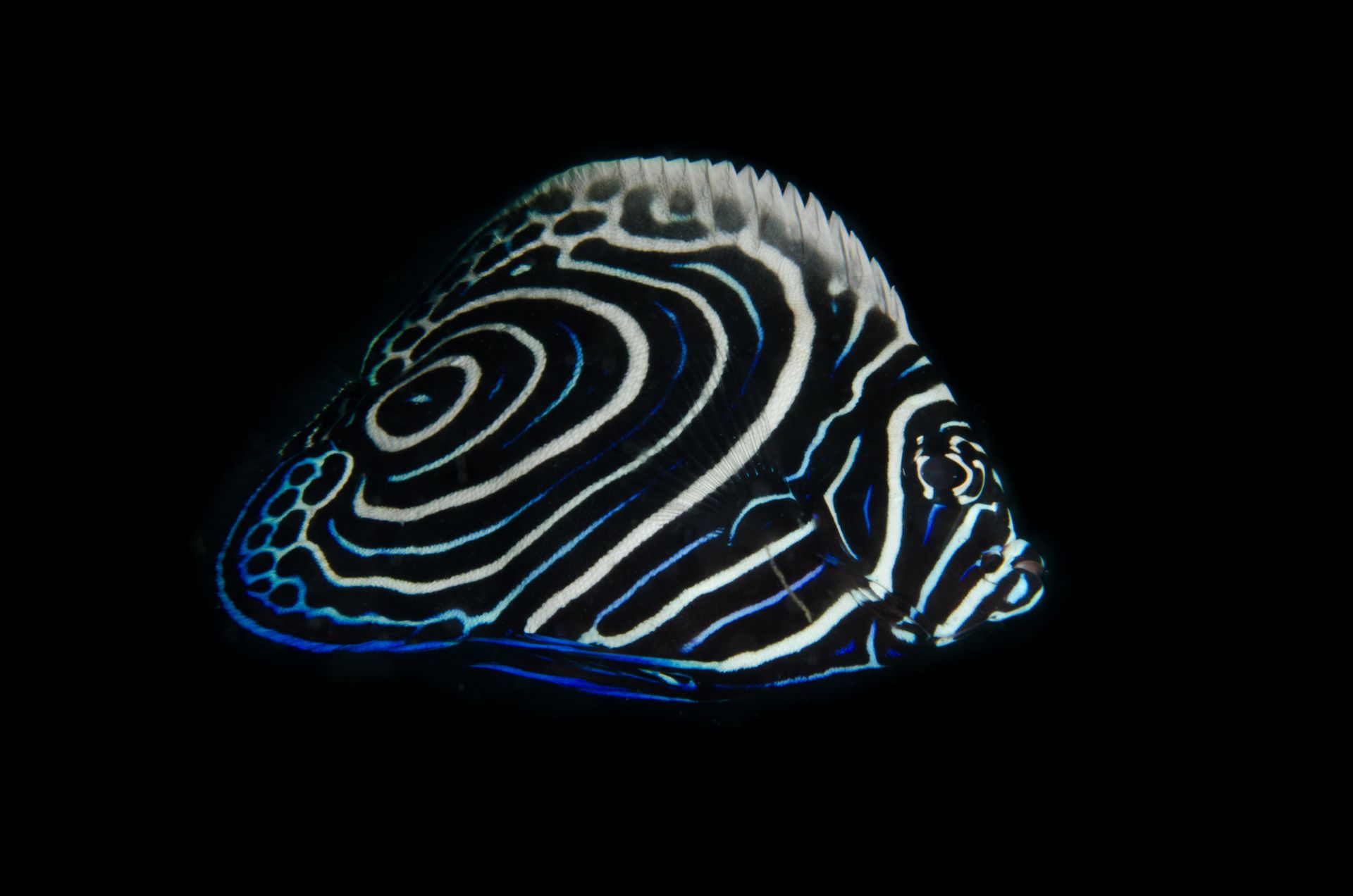 Elegant close-up of an Emperor Angelfish showcasing its vibrant blue and white patterns underwater.