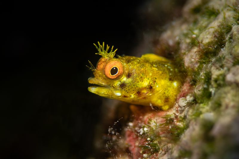 Detailed macro shot of a Spinyhead Blenny peeking from coral, showcasing its vibrant colors underwater.