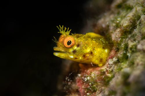 Free Detailed macro shot of a Spinyhead Blenny peeking from coral, showcasing its vibrant colors underwater. Stock Photo