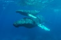 Blue Whales Swimming Together Underwater