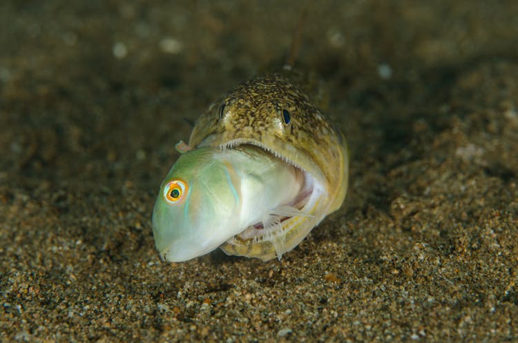 Close-Up Photo Of A Lizardfish Eating Another Fish