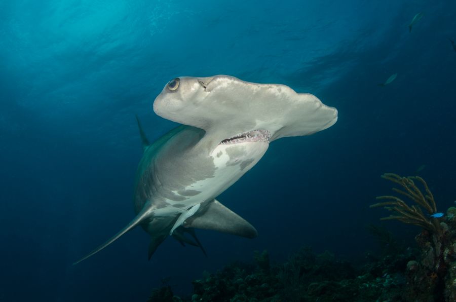 Hammerhead shark swimming near coral at Coiba