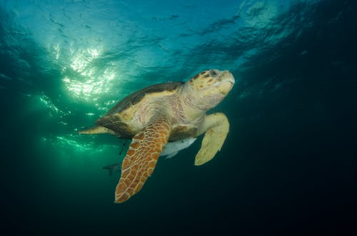 Close-Up Photo of a Turtle Swimming Underwater