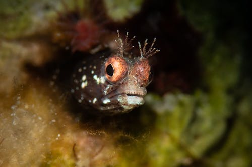 A Spinyhead Blenny in Macro Photography