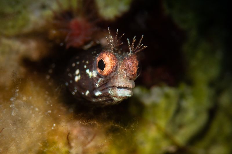 Close-up of a spinyhead blenny (Acanthemblemaria spinosa) underwater in Cayman Islands.