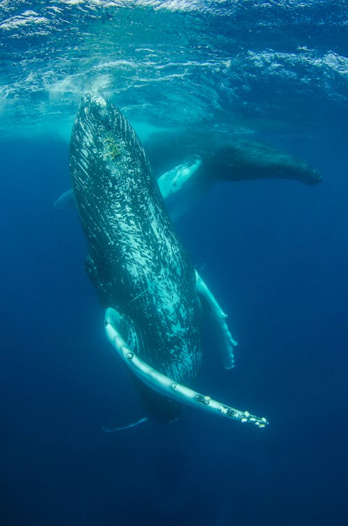 Free Photograph of a Humpback Whale Underground Stock Photo