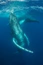 Photograph of a Humpback Whale Underground