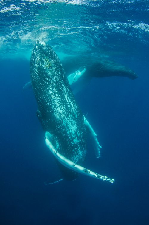 Free Humpback whales gracefully swim underwater showcasing marine wildlife beauty. Stock Photo
