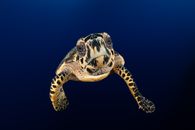 A close-up view of a Hawksbill Sea Turtle gracefully swimming underwater in the Cayman Islands.