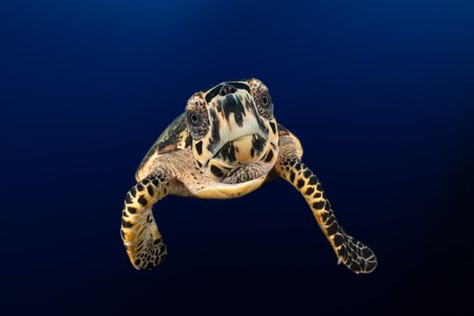 A close-up view of a Hawksbill Sea Turtle gracefully swimming underwater in the Cayman Islands.