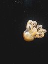 White and Brown Jellyfish in Water