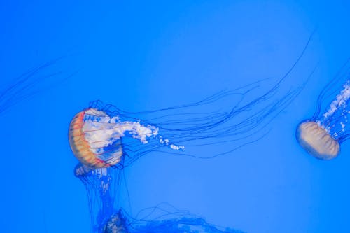 Jellyfish Swimming on Blue Waters