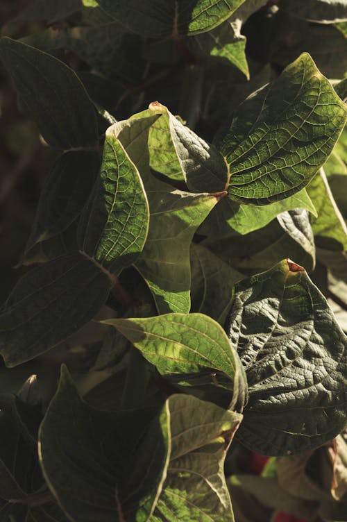 Foto d'estoc gratuïta de fotografia de planta, fulles, llum del sol