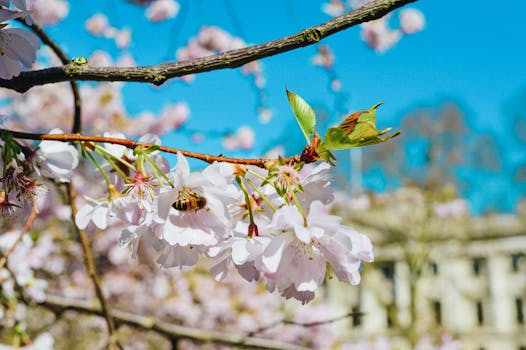 以蓝天为背景，蜜蜂在樱花上的特写，捕捉了大自然的美丽
