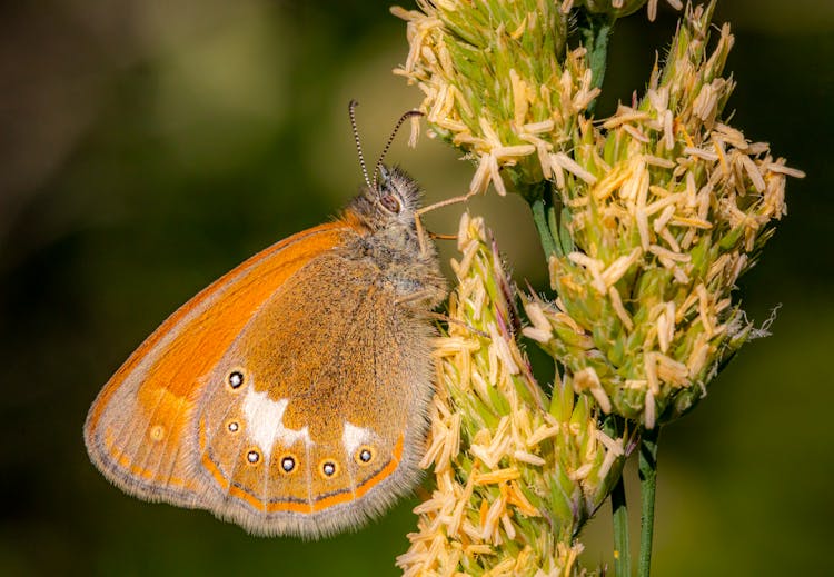 Chestnut Heath Butterfly On Grass