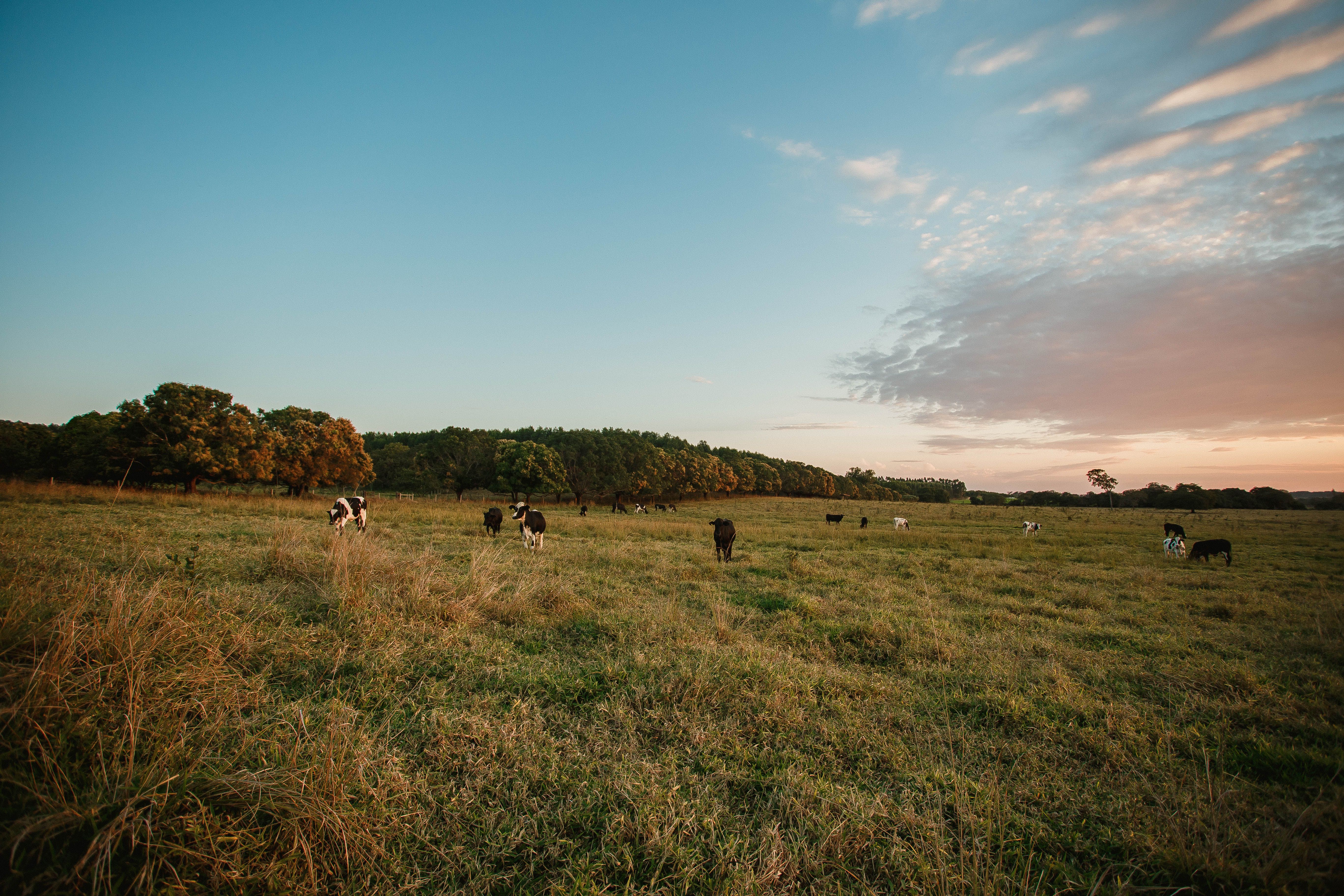 Herd of cows grazing in green pasture at sunset · Free Stock Photo