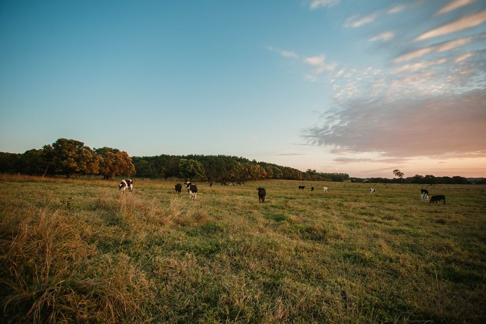 Herd of cattle grazing at Chiniot Prime Livestock farm in Punjab