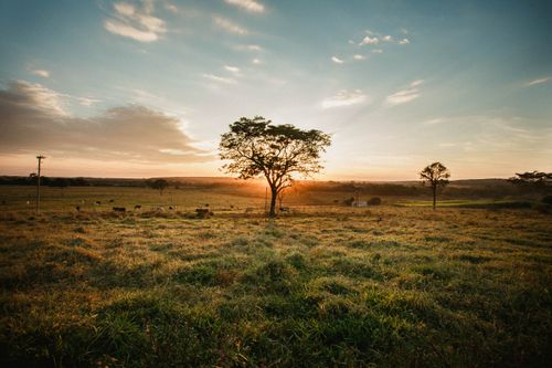 Free Scenery view of trees growing on green lawn near cows feeding grass under cloudy sky at sunset in countryside Stock Photo