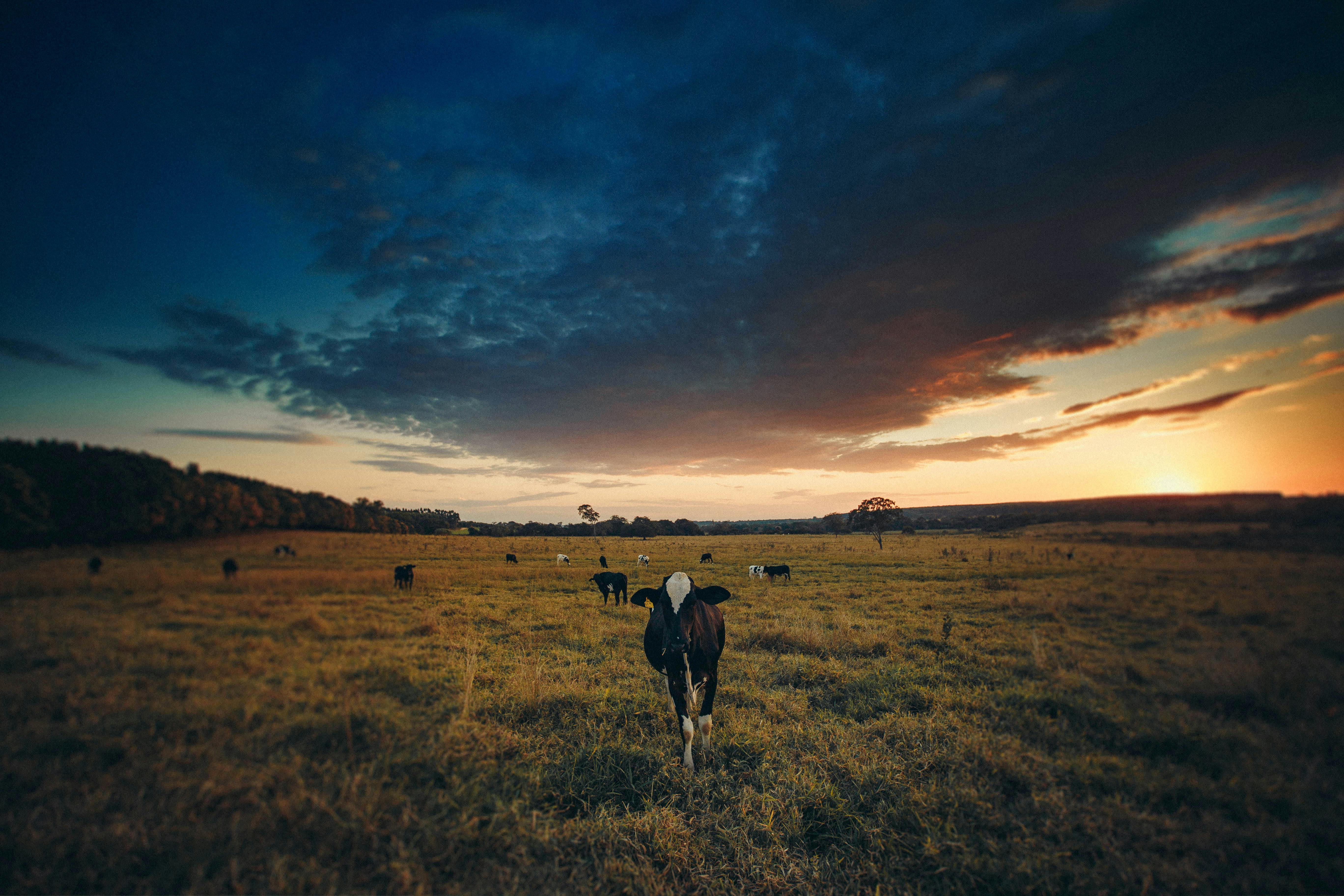 cows grazing in pasture under bright sky at dusk