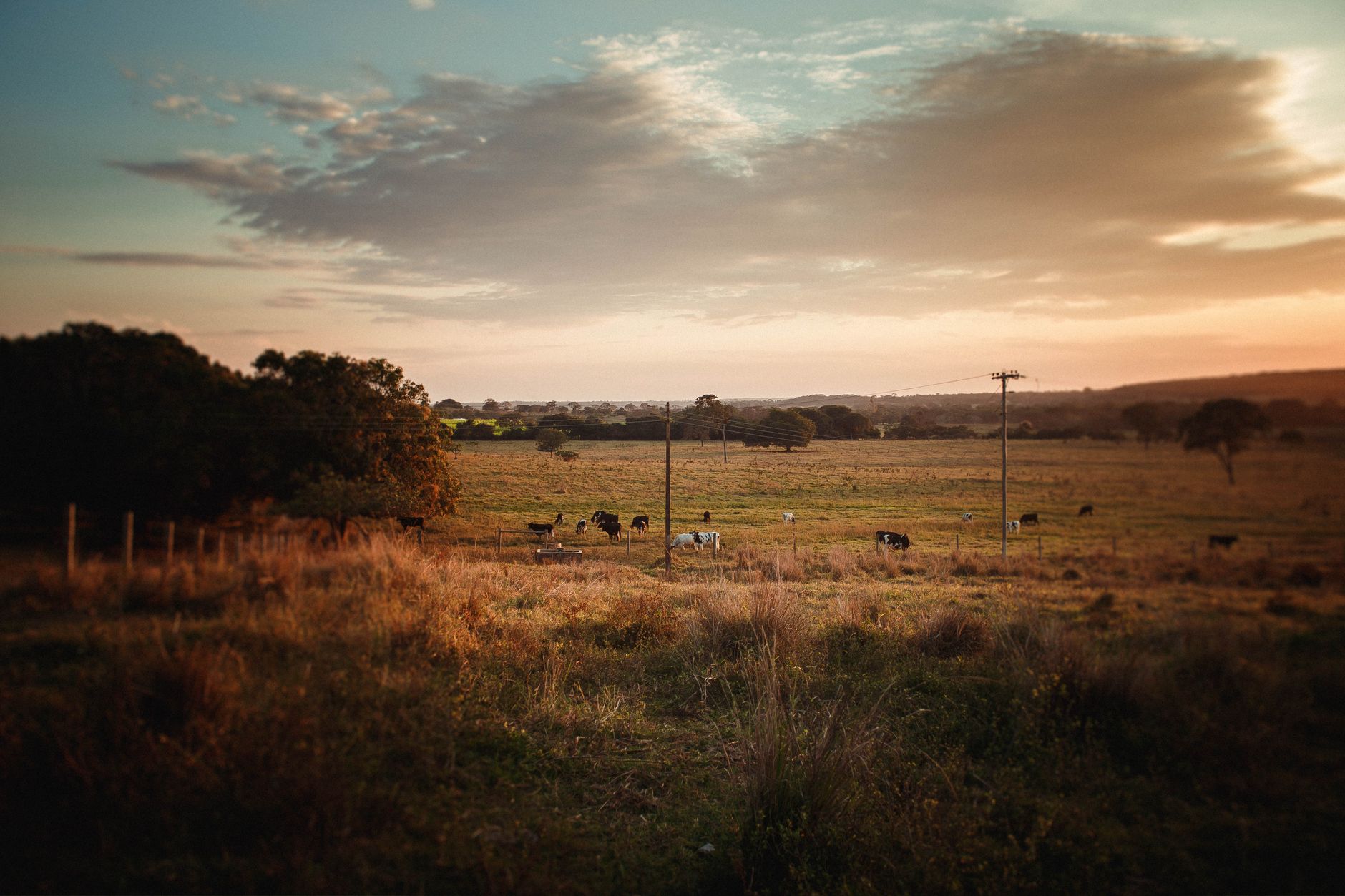 Scenery view of cows feeding on grass meadow under cloudy sky at sunset in countryside