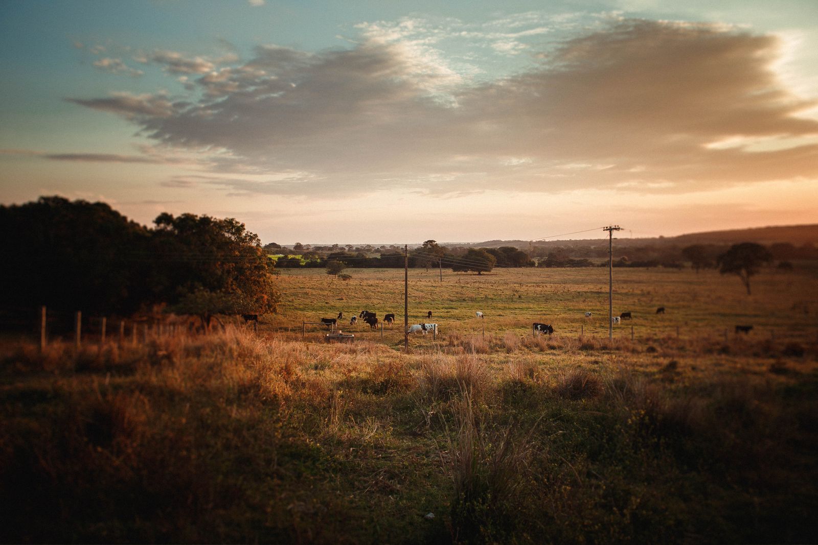 Cattle grazing on a meadow at sunset — Helena Lopes on Pexels