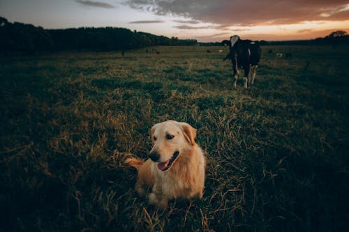 Kostenloses Stock Foto zu abend, atmosphäre, bewölkt