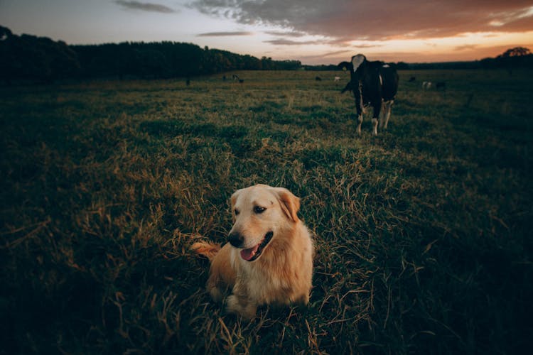 Golden Retriever And Cow On Grass Land In Countryside