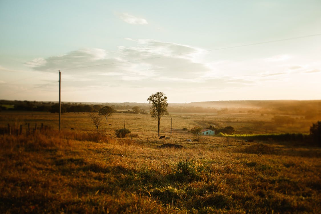 grassy hillside sunset