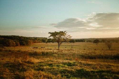 Free Scenic view of grassland with growing trees under cloudy sky at sundown in countryside Stock Photo