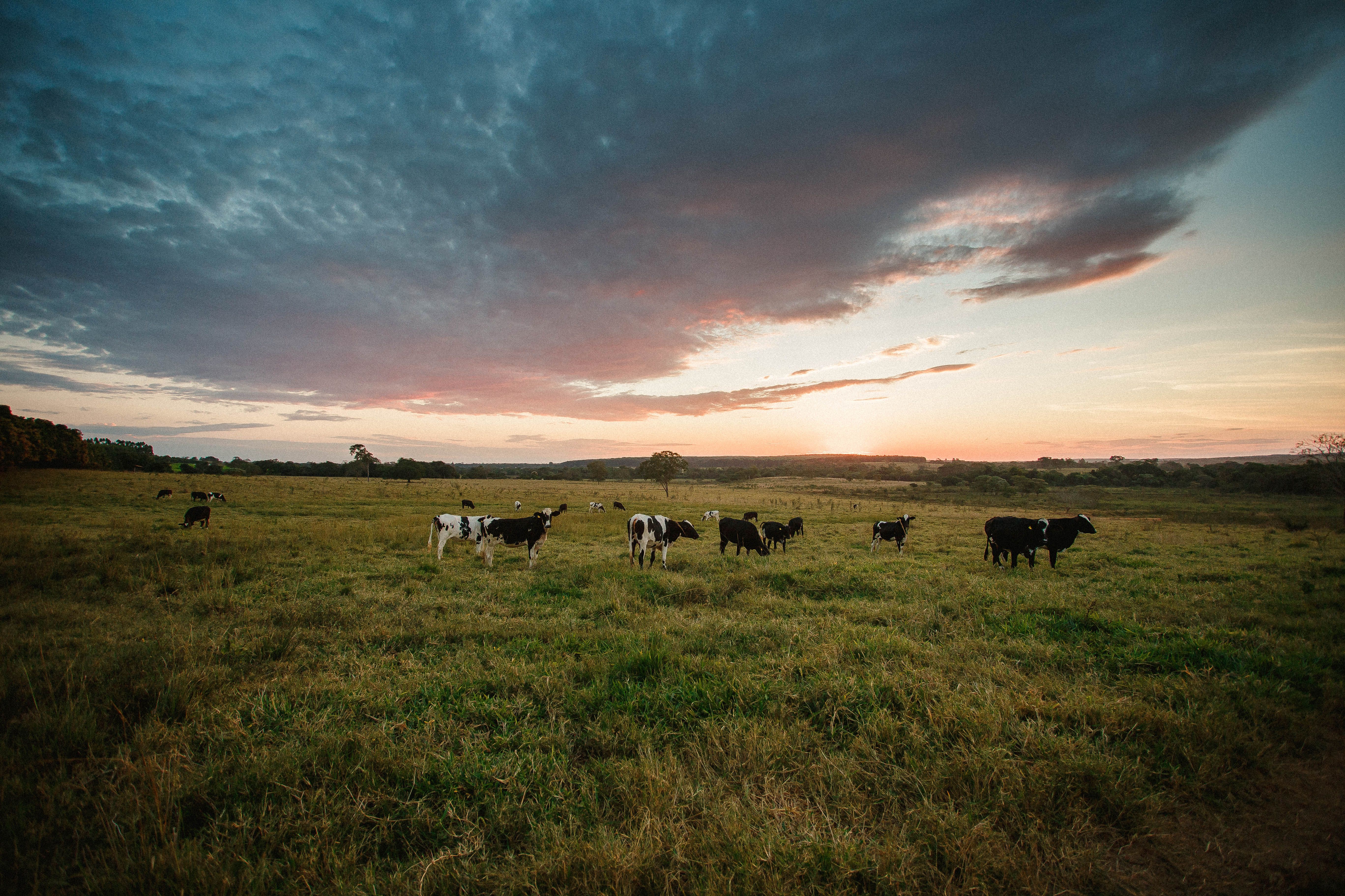 Scenic Pasture Sunset with Grazing Cows · Free Stock Photo