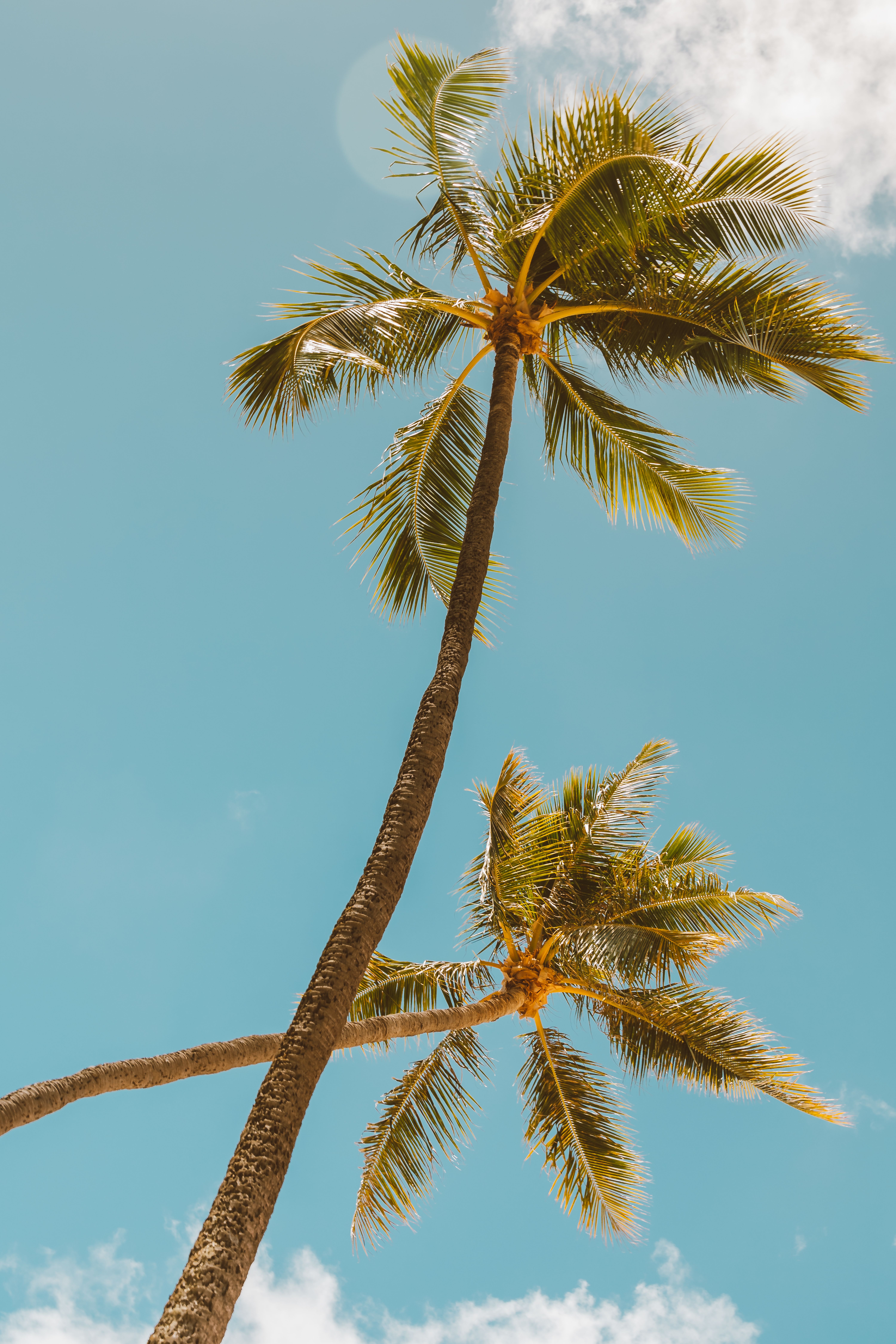 Upward view of tall palm trees set against a clear, vibrant blue sky on a sunny day.
