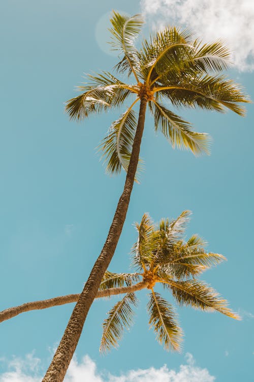 Palm Trees under Clear Sky