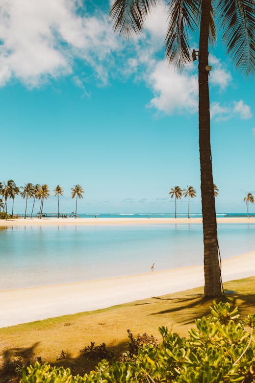 Palm Trees on Shore