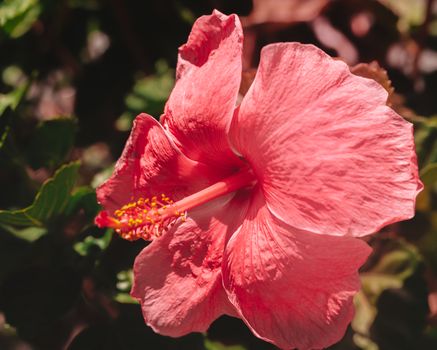 一朵粉红色的芙蓉花在户外惊艳绽放，展现出它充满活力的花瓣和精致的花蕊