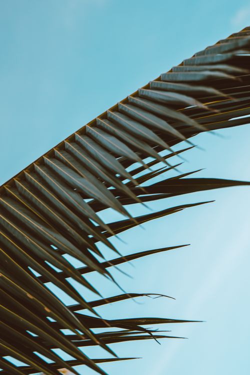 Free Palm frond captured in close detail with clear blue sky backdrop. Stock Photo